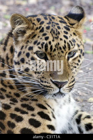 Weibliche Amur Leoparden Blick in Richtung Kamera Stockfoto