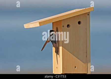 Baum Schwalbe (Tachycineta bicolor), Weibchen Nistmaterial zu neuen hölzernen Nistkasten bringen. Stockfoto