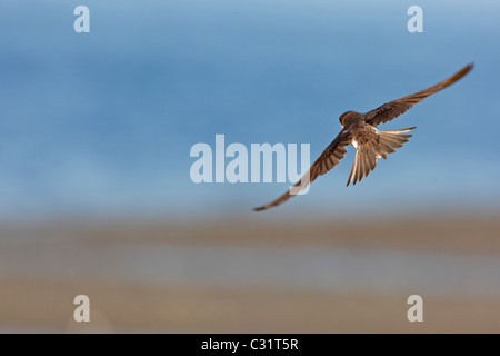 Baum Schwalbe (Tachycineta bicolor), Weibchen im Flug über Marsh. Stockfoto