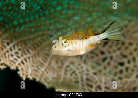 Scharfnasenhai Kugelfisch (Canthigaster Rostrata) an einem tropischen Korallenriff vor der Insel Roatan, Honduras. Stockfoto