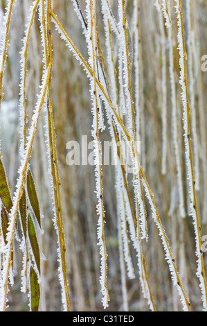 Winter-Szene Raureif auf Ast der Trauerweide in Cotswolds, UK Stockfoto