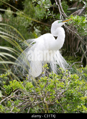 Silberreiher (Ardea Alba) anzeigen, um zu versuchen und einen Partner zu gewinnen. Stockfoto