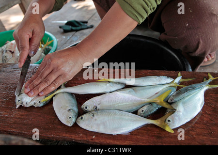 FRAUEN, DIE VORBEREITUNG DER FISCHE AUS DER TAGESPRESSE FANGEN ZUM TROCKNEN, FISCHERDORF IN DER NÄHE VON BANG SAPHAN, THAILAND, ASIEN Stockfoto