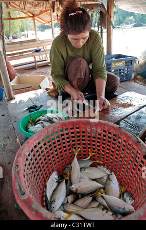 FRAUEN, DIE VORBEREITUNG DER FISCHE AUS DER TAGESPRESSE FANGEN ZUM TROCKNEN, FISCHERDORF IN DER NÄHE VON BANG SAPHAN, THAILAND, ASIEN Stockfoto