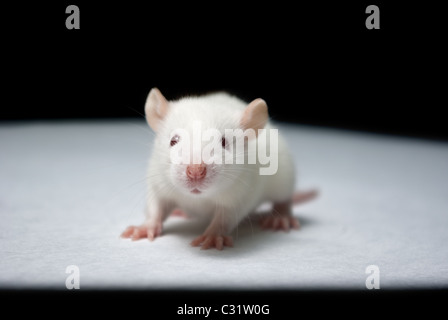 Baby Albino Ratte auf weißem Papier im Labor Stockfoto