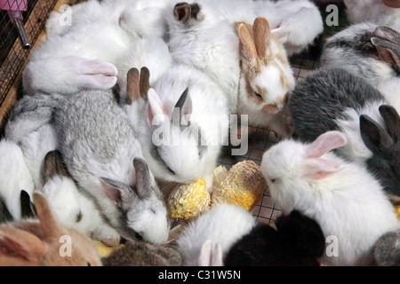 ZWERG KANINCHEN ZU VERKAUFEN, ABEND MARKT, BANG SAPHAN, THAILAND, ASIEN Stockfoto