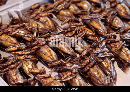 GEGRILLTE INSEKTEN (ZIKADEN) ABEND MARKT, BANG SAPHAN, THAILAND, ASIEN Stockfoto