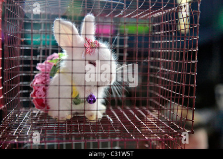 DER VERKAUF VON ZWERGKANINCHEN IN KOSTÜMEN, ABENDMARKT, BANG SAPHAN, THAILAND, ASIEN Stockfoto