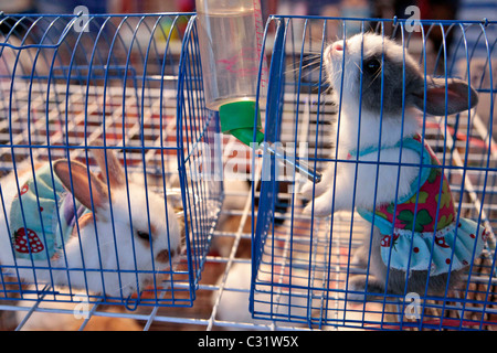 DER VERKAUF VON ZWERGKANINCHEN IN KOSTÜMEN, ABENDMARKT, BANG SAPHAN, THAILAND, ASIEN Stockfoto