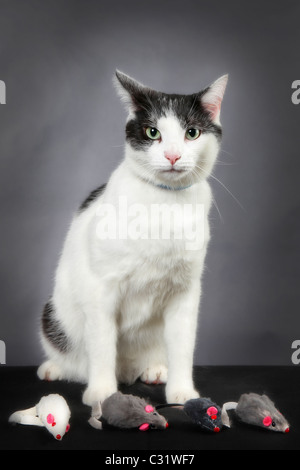 PATAPOUF UND SEINE MÄUSE, EUROPÄISCHE ODER KELTISCH KURZHAAR-KATZE Stockfoto