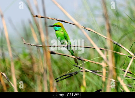 Eine kleine Green Bee Eater sitzt auf einem langen Rasen-Zweig Stockfoto