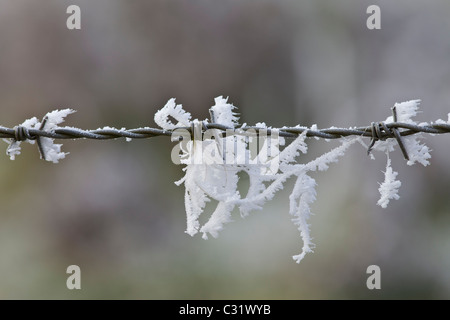 Eiskristalle der Raureif auf Stacheldraht, UK Stockfoto