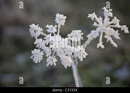 Winter-Szene Raureif Riesen-Bärenklau-Werks in Cotswolds, UK Stockfoto