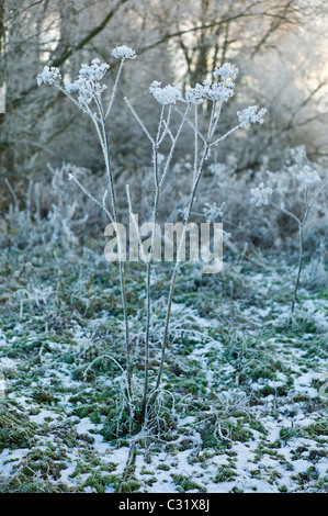 Winter-Szene Raureif Riesen-Bärenklau-Werks in Cotswolds, UK Stockfoto