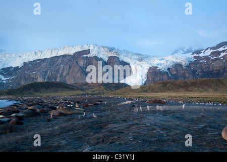 Elefant dichtet und König Pinguine am Gold Harbour, South Georgia Island Stockfoto