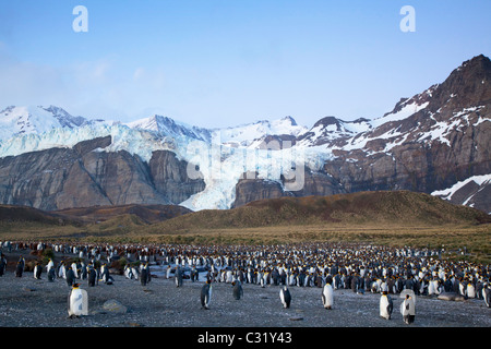 König Pinguin-Kolonie bei Gold Harbour, South Georgia Island Stockfoto