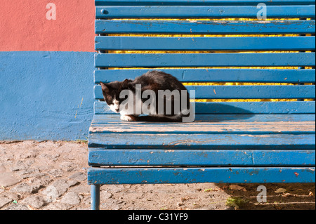 Katze auf einer Bank, El Caminito, La Boca Bezirk, Buenos Aires, Argentinien Stockfoto
