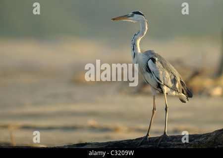 Graureiher (Bereich Cinerea) auf Treibholz stehend melden Sie sich am Strand, St Lucia, Kwazulu-Natal, Südafrika Stockfoto