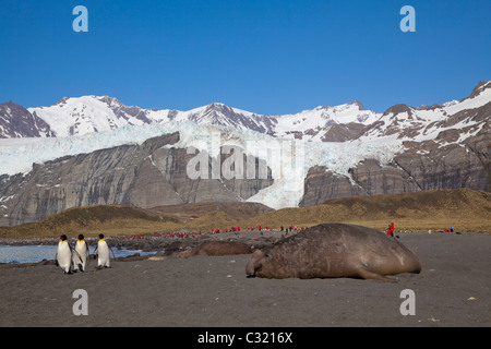 Drei König gehen Pinguine vor Rastplatz Stier See-Elefant, Gold Harbour, South Georgia Island Stockfoto