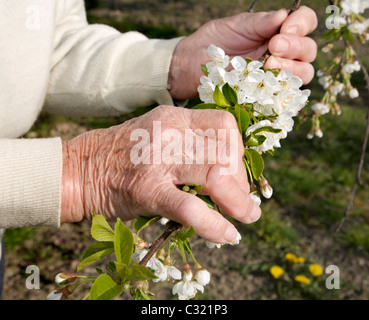 Händen der alten Frau und Kirschbaum-Blumen - Frühling Stockfoto