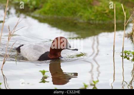 Tafelenten Aythya 40-jähriger Mann im Frühjahr Stockfoto