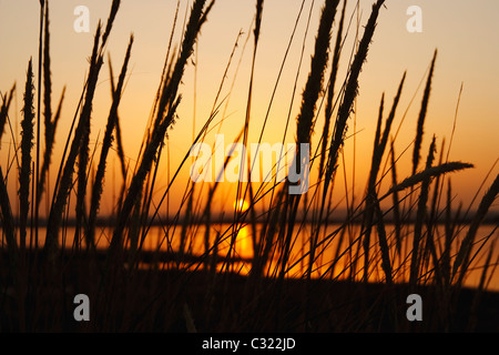 Sonnenuntergang über Küsten Sümpfe in Isla Cristina in der Nähe von Huelva, Costa De La Luz, Andalusien, Spanien Stockfoto