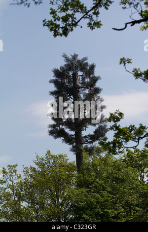 Telekommunikation Telefonmast verkleidet als Baum in Epping Forest, Chingford London Stockfoto