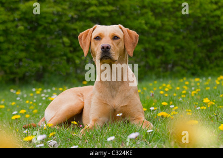 Gelber Labrador in Wildblumenwiese Stockfoto