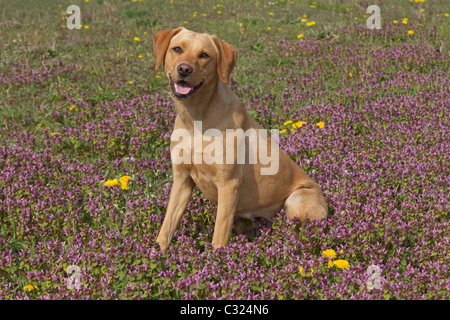 Gelber Labrador in Wildblumenwiese Stockfoto