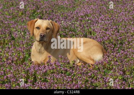 Gelber Labrador in Wildblumenwiese Stockfoto