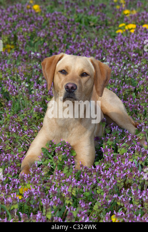 Gelber Labrador in Wildblumenwiese Stockfoto