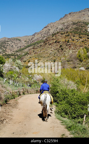 Bauer auf Pferd in der Nähe von Trevelez Dorf in La Alpujarra Region Andalusien, Spanien, Europa Stockfoto