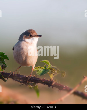 Thront weiblichen Whitethroat (Sylvia Communis) auf Dornstrauch in Warwickshire Stockfoto