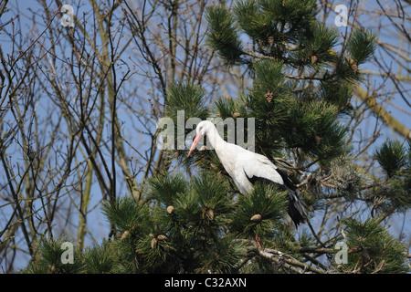 Weißstorch (Ciconia Ciconia) thront in einem Kiefer Baum - Frühling - Belgien Stockfoto