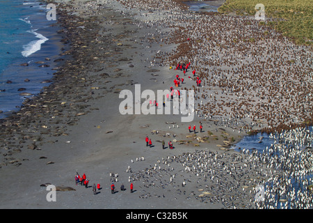 Luftbild von der massiven König Pinguin-Kolonie bei Gold Harbour, South Georgia Island Stockfoto