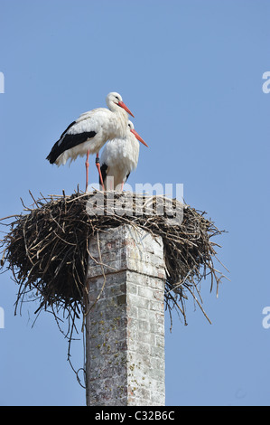 Weißer Storch (Ciconia Ciconia) paar steht auf ihrem Nest auf einem Schornstein - Frühling - Belgien Stockfoto