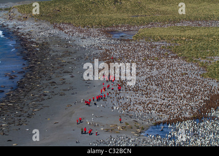 Luftbild von der massiven König Pinguin-Kolonie bei Gold Harbour, South Georgia Island Stockfoto