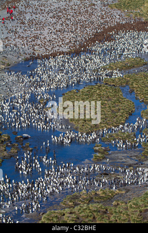 Luftbild von der massiven König Pinguin-Kolonie bei Gold Harbour, South Georgia Island Stockfoto