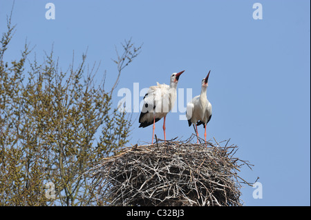 Weißstorch (Ciconia Ciconia) paar Bill Klappern auf ihrem Nest - Frühling - Belgien Stockfoto