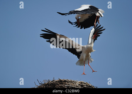 Weißstorch (Ciconia Ciconia) paar Spiel-kämpfen über dem Nest - Frühling - Belgien Stockfoto