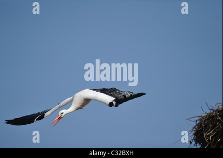 Weißstorch (Ciconia Ciconia) ausziehen aus dem Nest - Frühling - Belgien Stockfoto