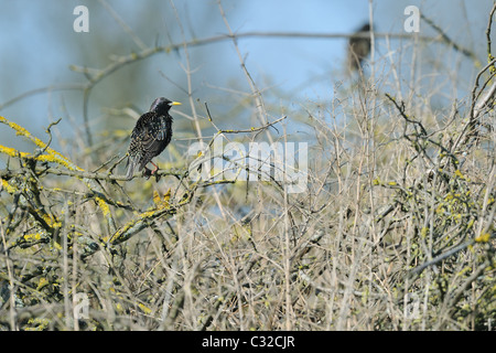 Eurasische Star (Sturnus Vulgaris) stehend auf einem Zweig - Frühling - Belgien Stockfoto