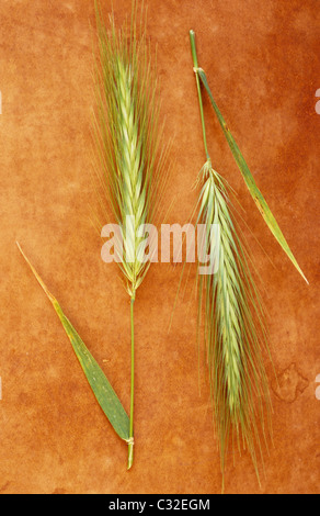 Zwei Köpfe der Wand Gerste oder Hordeum Murinum Reifen von hellgrün bis cremefarben, Head-to-Tail auf braune Oberfläche liegen Stockfoto