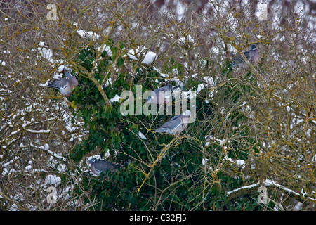 Ringeltaube strömen auf Futtersuche auf Efeu Beeren innerhalb eines alten Baumes in Cotswolds, UK Stockfoto