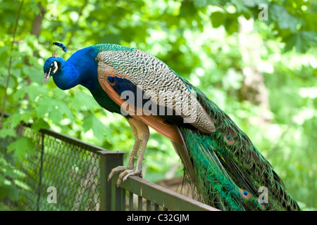 Ein Pfau auf einem Zaun sitzend Stockfoto