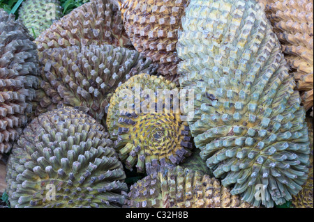 Die Thunberg oder Suurberg Cycad (Encephalartos Longifolius) Sammlung von Zapfen Kirstenbosch National Botanical Garden Cape Town Stockfoto