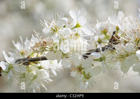 Nahaufnahme der Blüte auf einem Zweig der Schlehe, Prunus Spinosa. Stockfoto