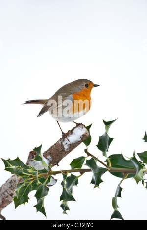 Robin blies gegen den kalten Sitzstangen durch einen verschneiten Hang in Cotswolds, UK Stockfoto