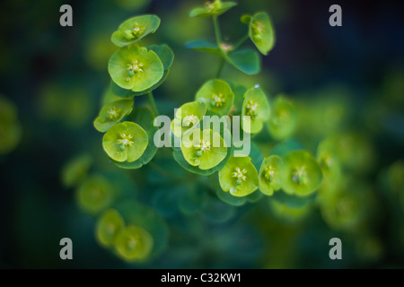 Grünes Holz Wolfsmilch (Euphorbia Amygdaloides) im Frühjahr. Geringe Schärfentiefe. Stockfoto