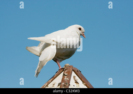 Schöne weiße Taube sitzt auf einem Taube Haus (Streptopelia Risoria) Stockfoto